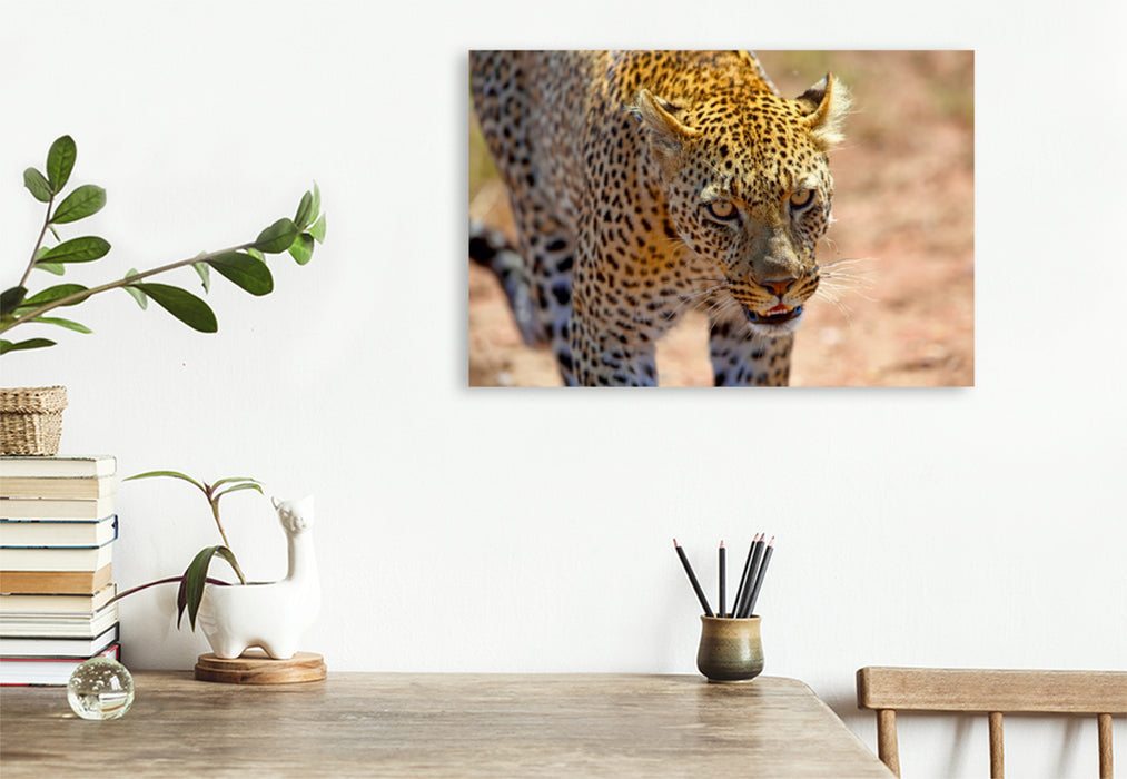 Premium Textil-Leinwand Premium Textil-Leinwand 120 cm x 80 cm quer Leopard in der Serengeti