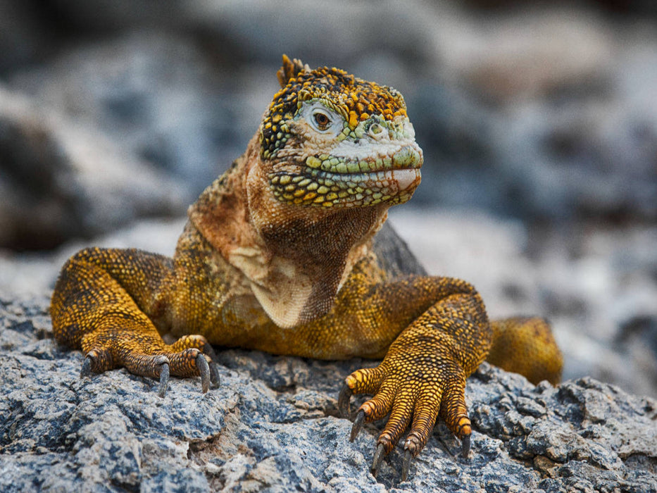 Gelber Leguan auf Galapagos - CALVENDO Foto-Puzzle'