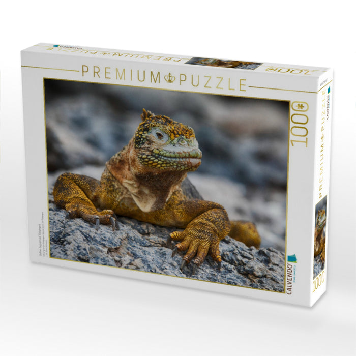 Gelber Leguan auf Galapagos - CALVENDO Foto-Puzzle'