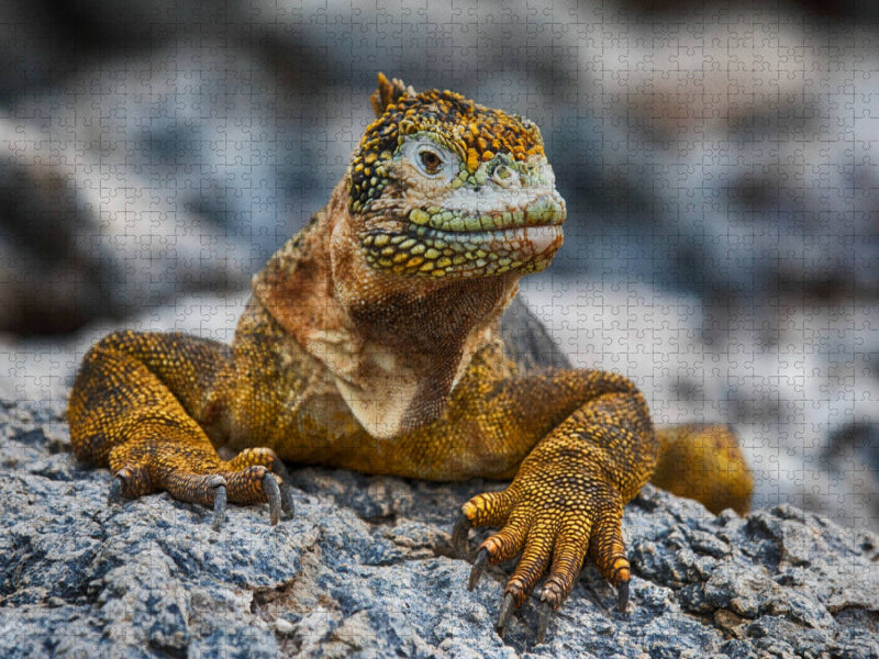 Gelber Leguan auf Galapagos - CALVENDO Foto-Puzzle'