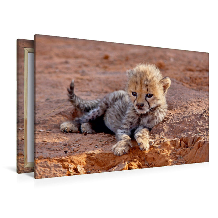 Premium Textil-Leinwand Gepard, Okambara Mountain, Namibia