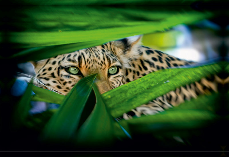 Premium Textil-Leinwand Leopard