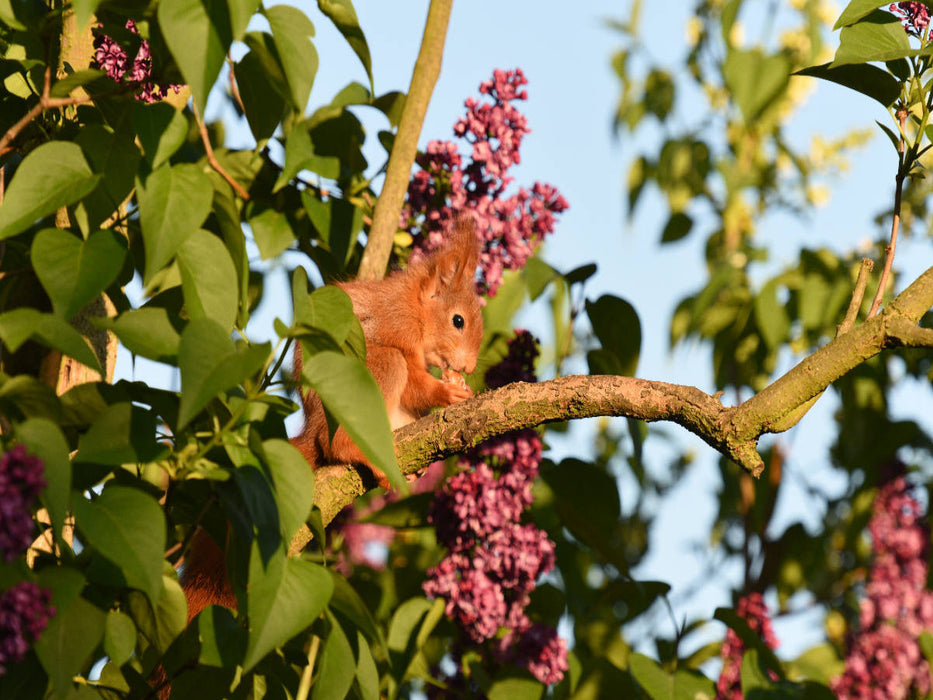 Fliederhörnchen - CALVENDO Foto-Puzzle'