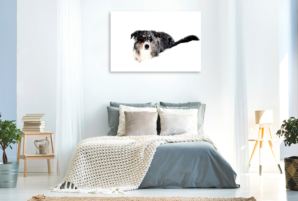 Premium Textil-Leinwand Premium Textil-Leinwand 120 cm x 80 cm quer Ein Motiv aus dem Kalender Border Collies