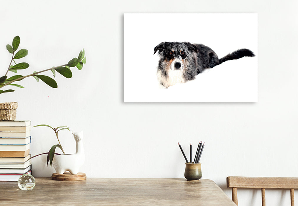 Premium Textil-Leinwand Premium Textil-Leinwand 120 cm x 80 cm quer Ein Motiv aus dem Kalender Border Collies