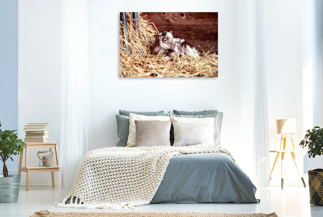 Premium Textil-Leinwand Premium Textil-Leinwand 120 cm x 80 cm quer Ein Motiv aus dem Kalender Schafe und Lämmer