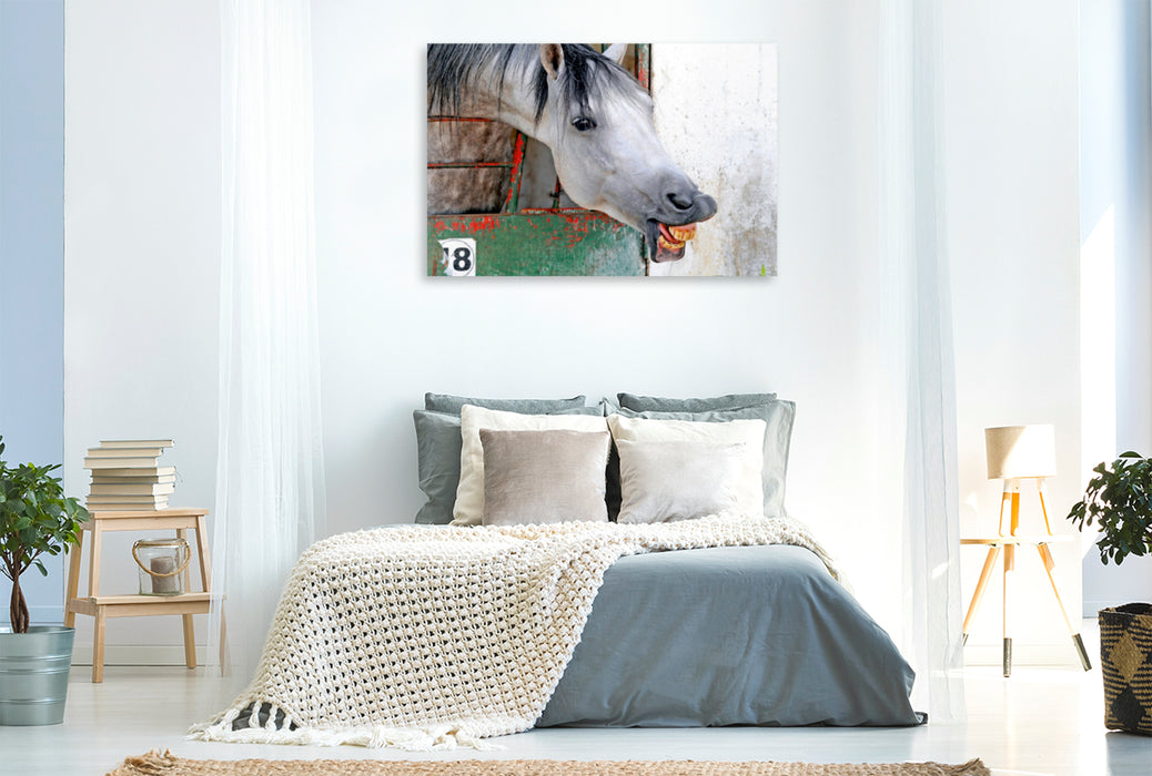 Premium Textil-Leinwand Premium Textil-Leinwand 120 cm x 80 cm quer Nouble, arabisch-Barb Pferd