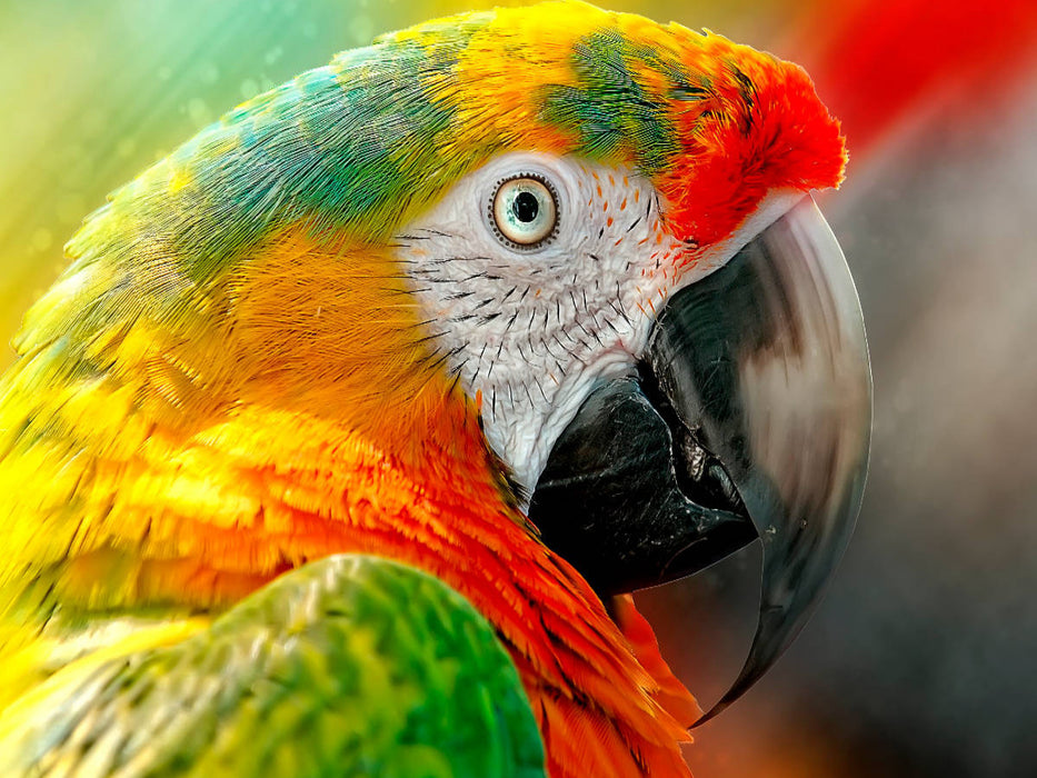 Mein bunter Papagei - CALVENDO Foto-Puzzle'