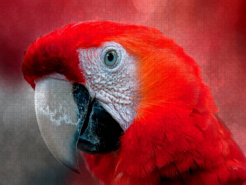 Mein bunter Papagei - CALVENDO Foto-Puzzle'