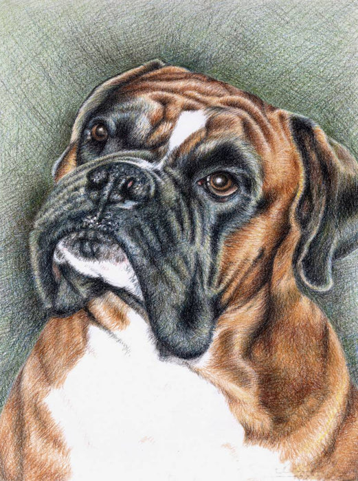 Der Boxer 2000 Teile Puzzle hoch - CALVENDO Foto-Puzzle'