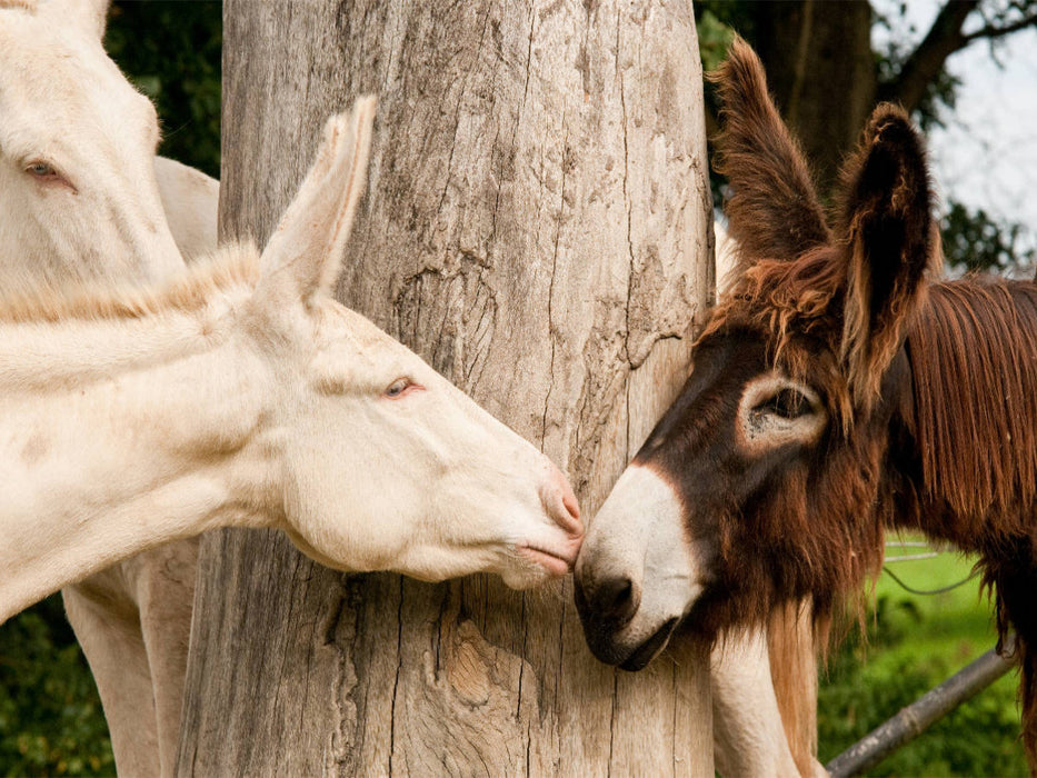 Poitou Esel und weißer Esel - CALVENDO Foto-Puzzle'