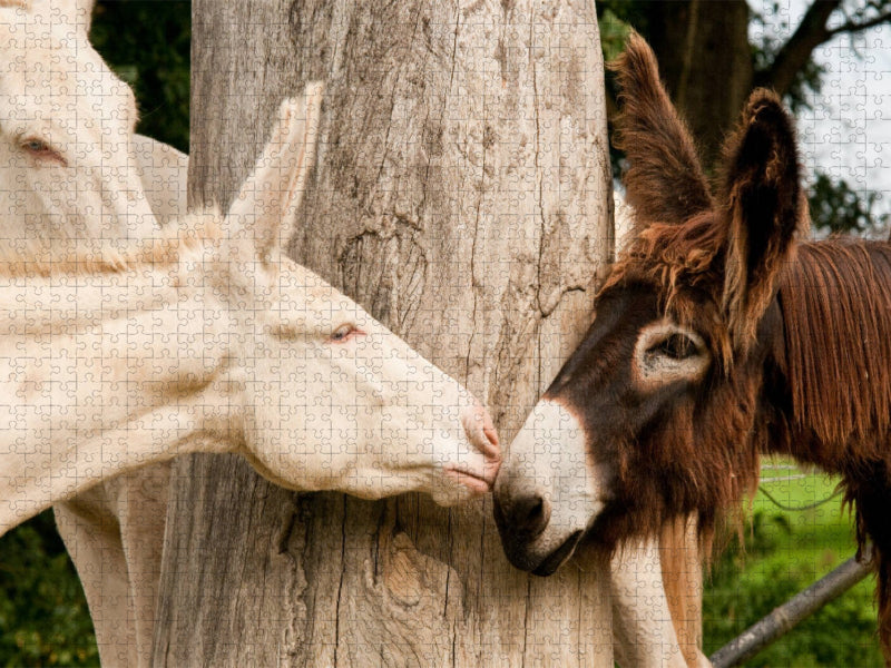 Poitou Esel und weißer Esel - CALVENDO Foto-Puzzle'