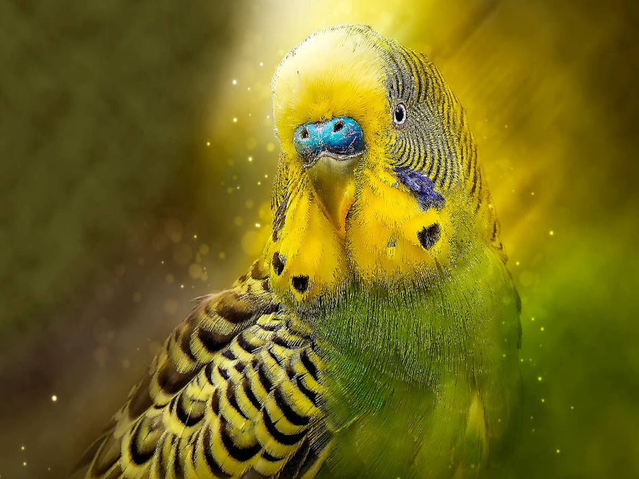 Wunderschöner Wellensittich - CALVENDO Foto-Puzzle'