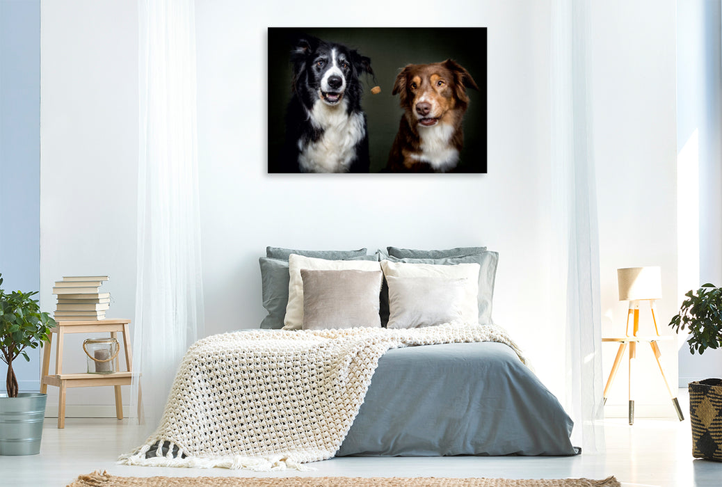 Premium Textil-Leinwand Premium Textil-Leinwand 120 cm x 80 cm quer Border Collie Schnappschuss mit Leckerchen