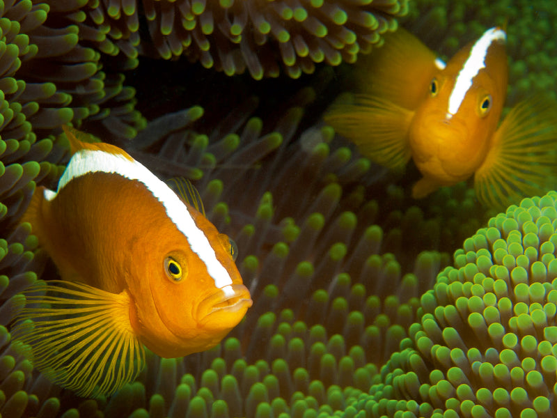 Nemos in ihrem grünen Zuhause 1000 Teile Puzzle quer - CALVENDO Foto-Puzzle'