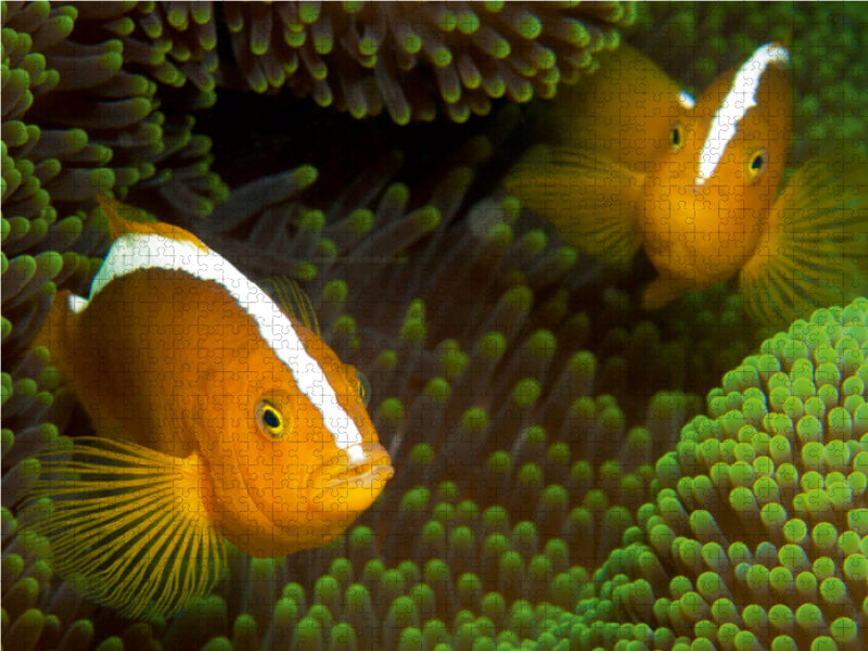 Nemos in ihrem grünen Zuhause 1000 Teile Puzzle quer - CALVENDO Foto-Puzzle'