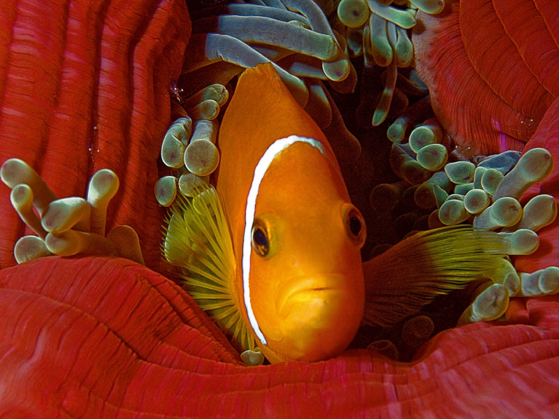 Nemo, wie auf Samt gebettet 1000 Teile Puzzle quer - CALVENDO Foto-Puzzle'