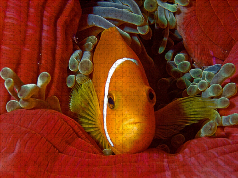 Nemo, wie auf Samt gebettet 1000 Teile Puzzle quer - CALVENDO Foto-Puzzle'