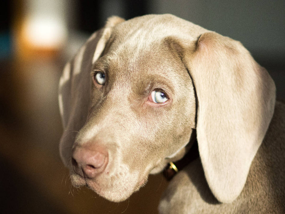 Weimaraner - CALVENDO Foto-Puzzle'