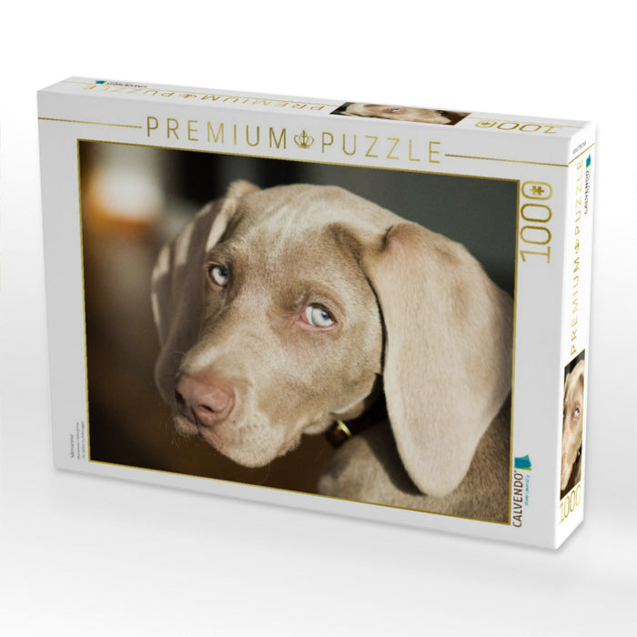 Weimaraner - CALVENDO Foto-Puzzle'