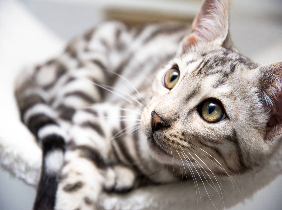 Bengal Katerchen Bethari Zenon - CALVENDO Foto-Puzzle'