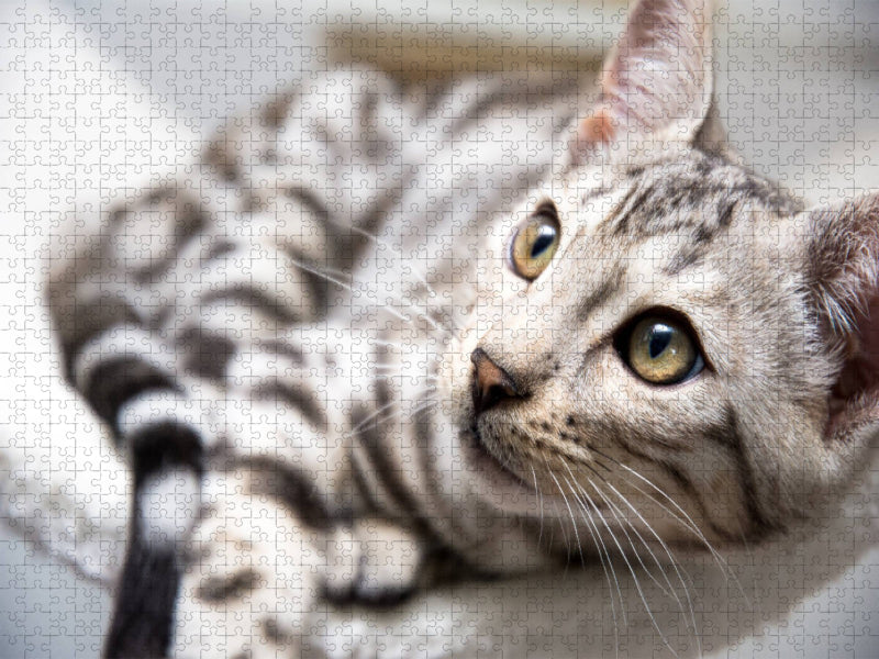 Bengal Katerchen Bethari Zenon - CALVENDO Foto-Puzzle'