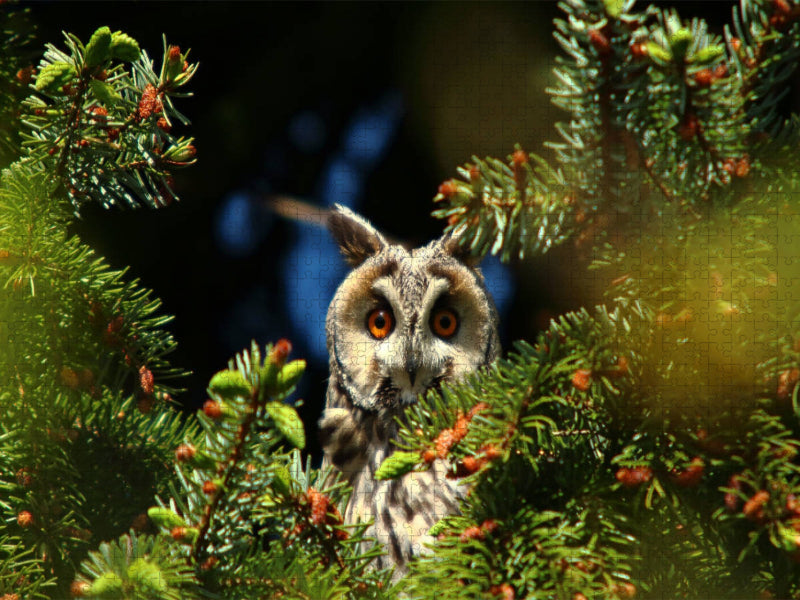 Waldohreule - CALVENDO Foto-Puzzle'