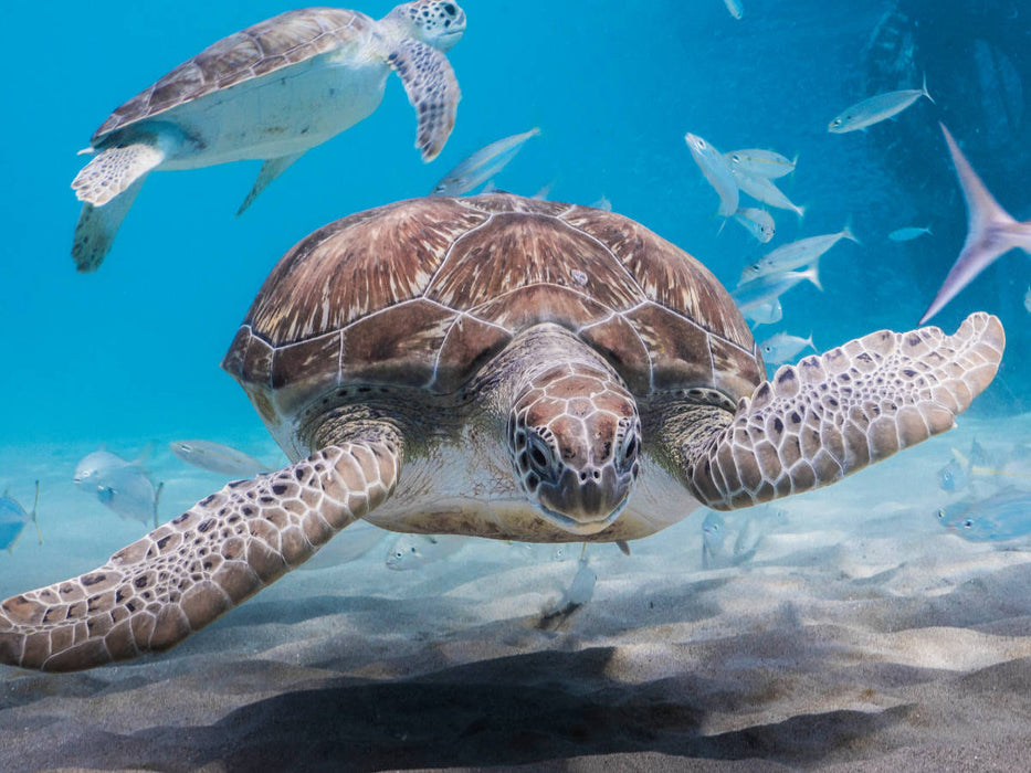 Suppenschildkröte - Karibik / Curaçao - CALVENDO Foto-Puzzle'