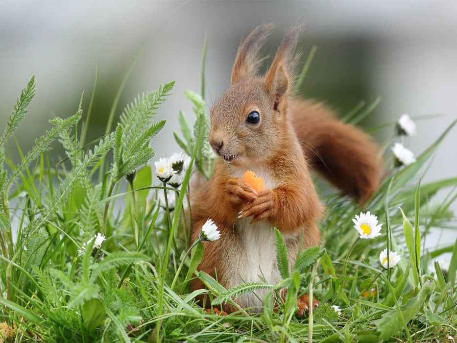 Lucien in der Blumenwiese - CALVENDO Foto-Puzzle'