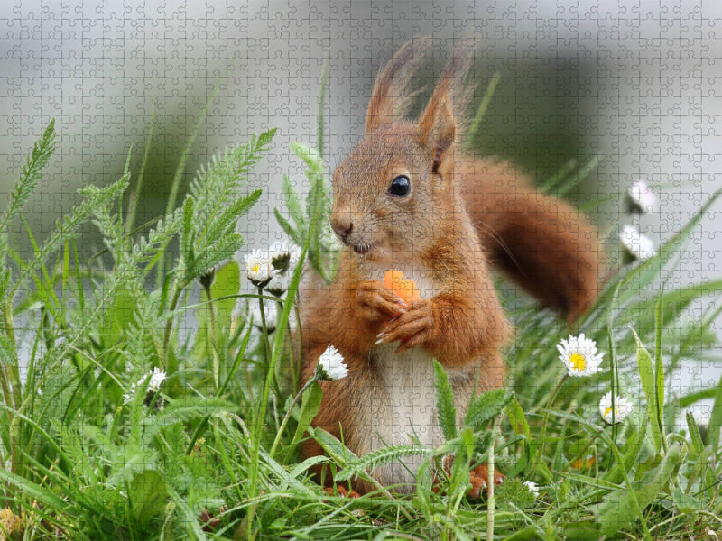 Lucien in der Blumenwiese - CALVENDO Foto-Puzzle'