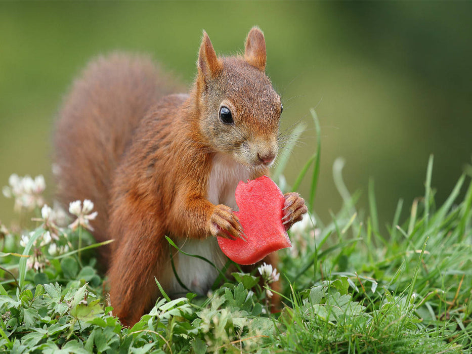 Lucien mit Melonenherz - CALVENDO Foto-Puzzle'
