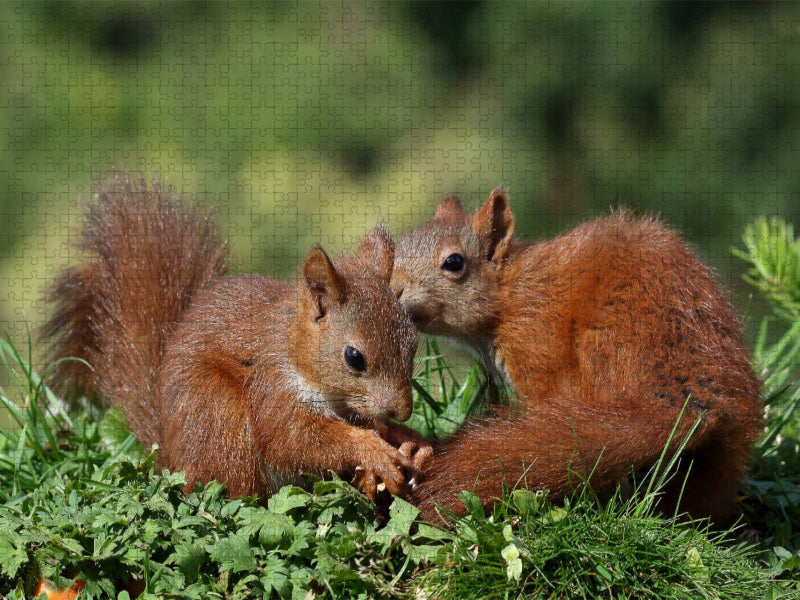 Jacky und Jack - CALVENDO Foto-Puzzle'