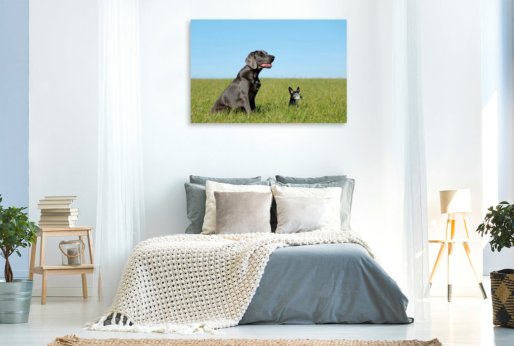 Premium Textil-Leinwand Premium Textil-Leinwand 120 cm x 80 cm quer Weimaraner und Jack Russel  Terrier auf dem Feld