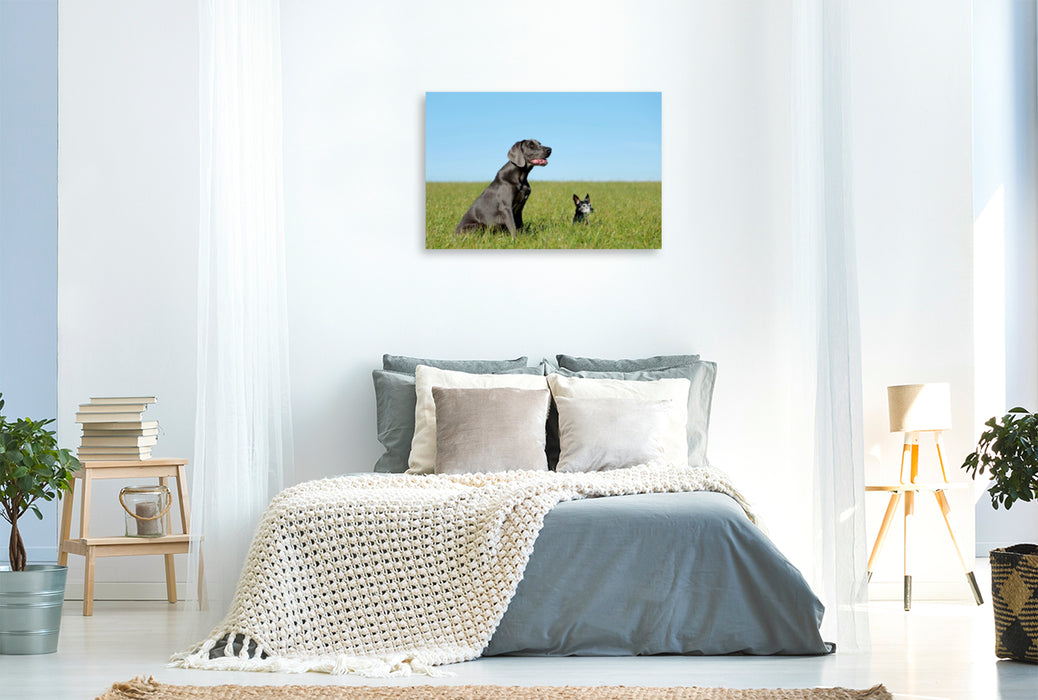 Toile textile premium Toile textile premium 120 cm x 80 cm paysage Braque de Weimar et Jack Russel Terrier sur le terrain 