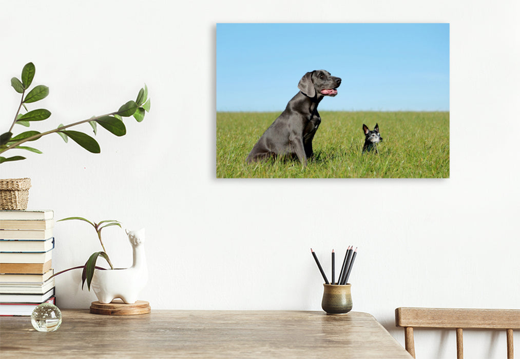 Premium Textil-Leinwand Premium Textil-Leinwand 120 cm x 80 cm quer Weimaraner und Jack Russel  Terrier auf dem Feld