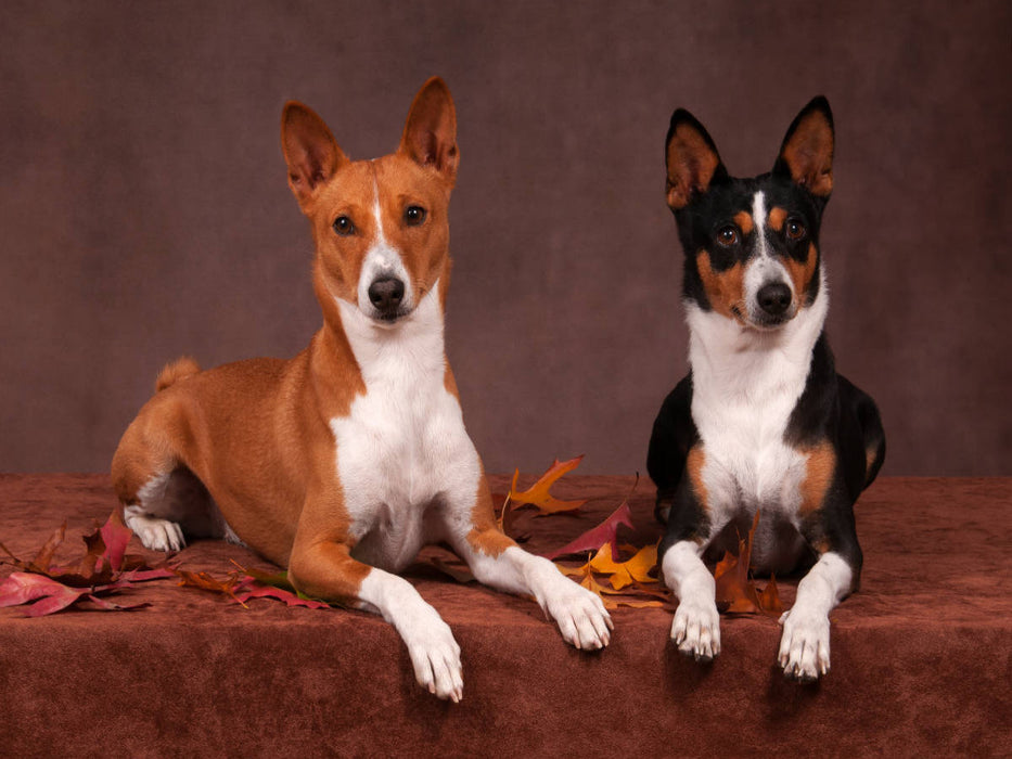 Ein Motiv aus dem Kalender Faszinierende Basenjis - CALVENDO Foto-Puzzle'