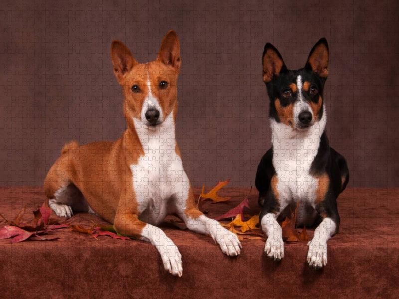 Ein Motiv aus dem Kalender Faszinierende Basenjis - CALVENDO Foto-Puzzle'