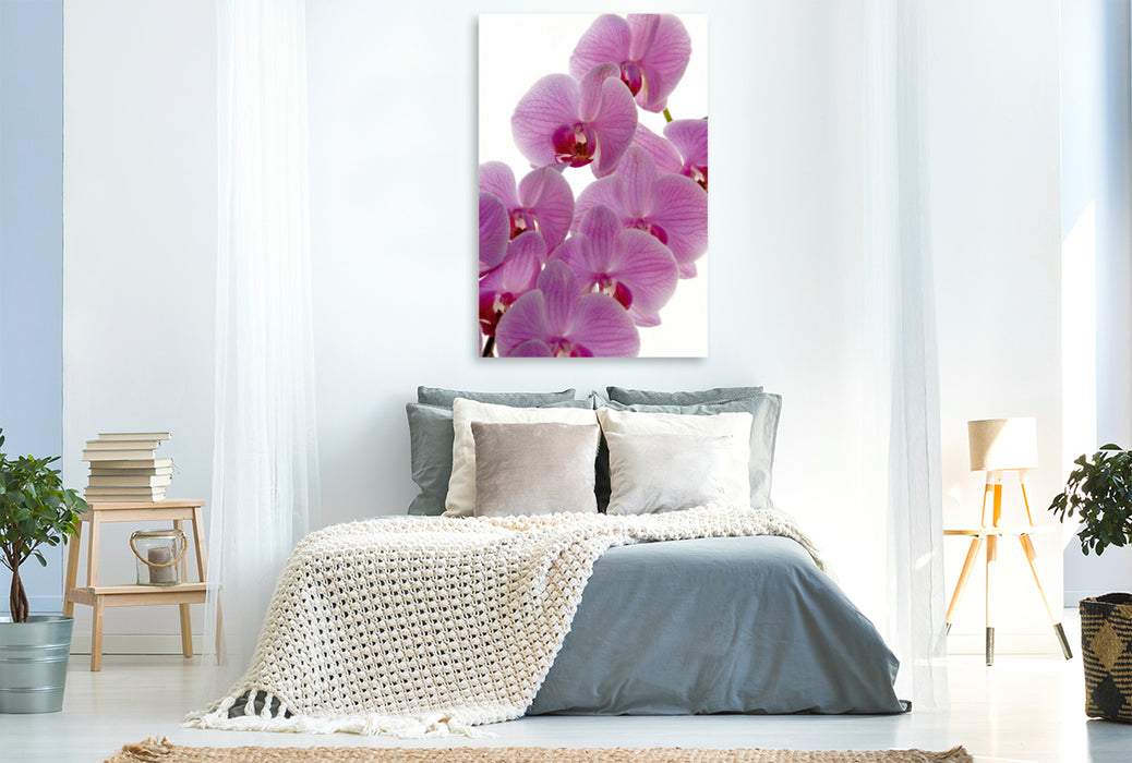 Premium Textil-Leinwand Premium Textil-Leinwand 80 cm x 120 cm  hoch Phalaenopsis