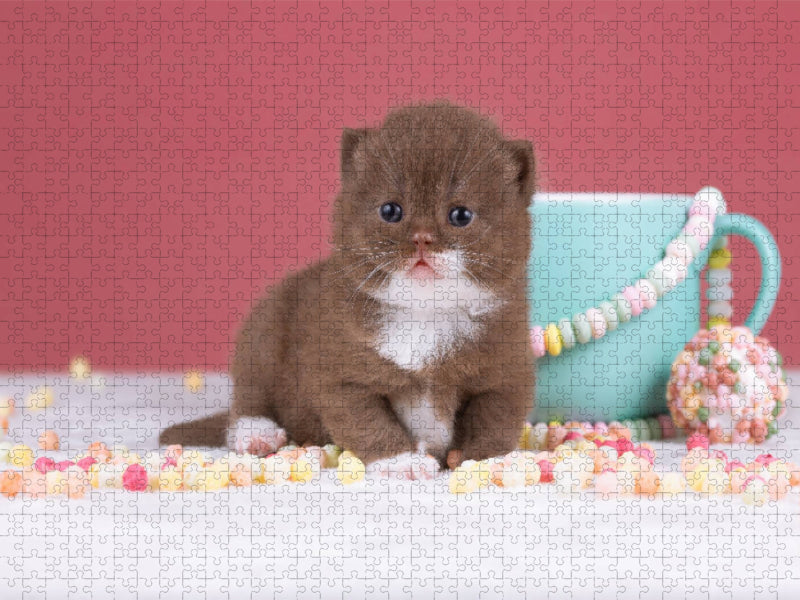 Ein Motiv aus dem Kalender Katzenkinder - Britisch Kurzhaar - CALVENDO Foto-Puzzle'