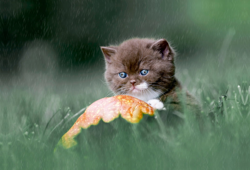 Premium Textil-Leinwand Verregnet Tag - BKH Kitten im Regen