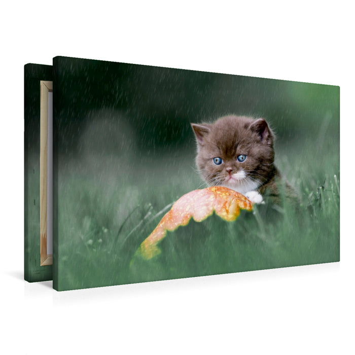 Premium Textil-Leinwand Verregnet Tag - BKH Kitten im Regen