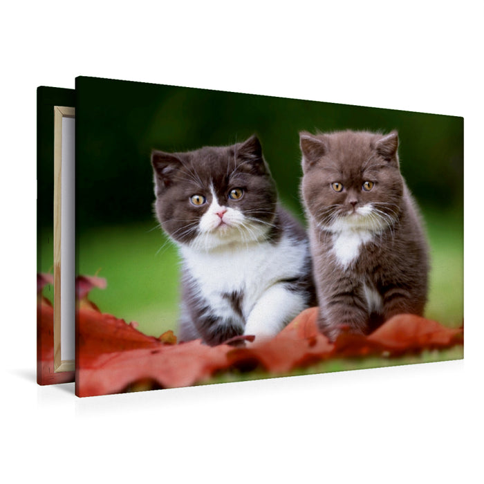 Premium Textil-Leinwand Britisch Kurzhaar Kitten - Schwestern