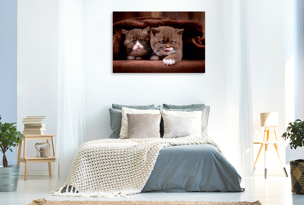 Premium Textil-Leinwand Premium Textil-Leinwand 120 cm x 80 cm quer Ein Motiv aus dem Kalender Katzenkinder - Britisch Kurzhaar