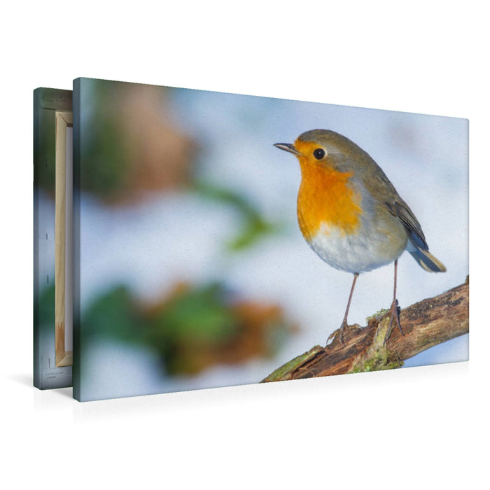 Premium Textil-Leinwand Rotkehlchen
