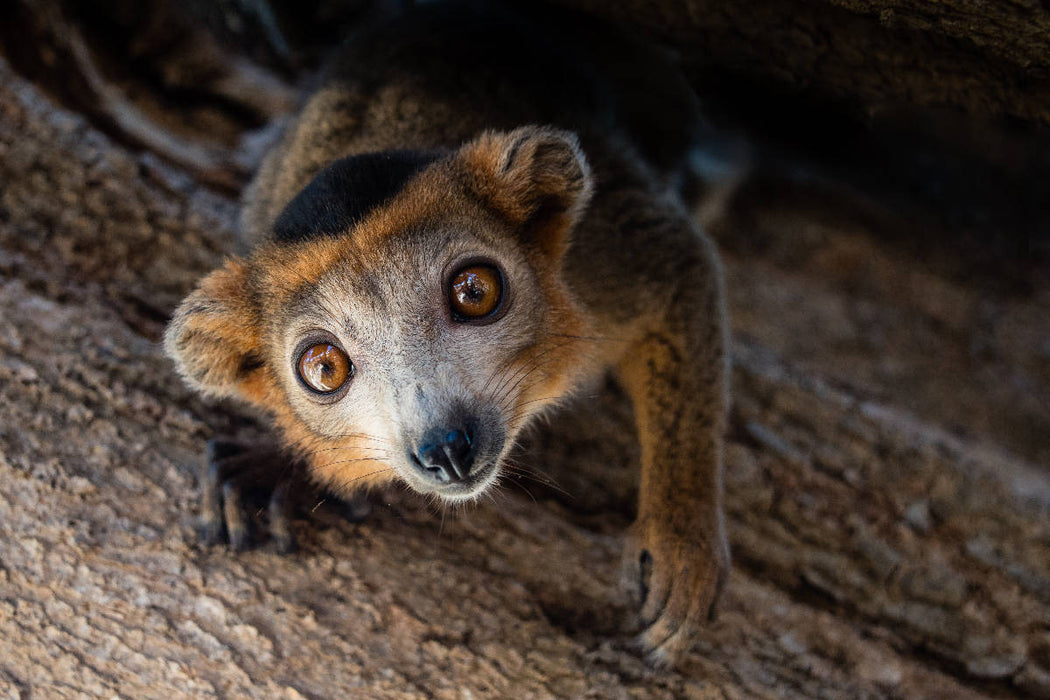 Premium textile canvas Premium textile canvas 120 cm x 80 cm landscape Lemur 