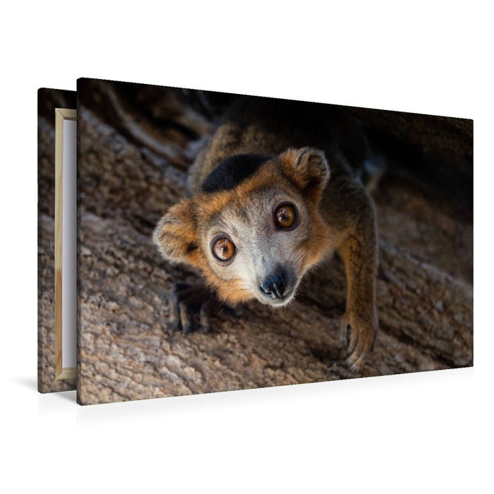 Premium textile canvas Premium textile canvas 120 cm x 80 cm landscape Lemur 
