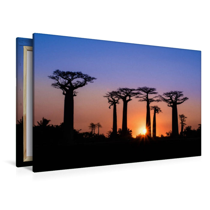 Premium Textil-Leinwand Baobab - Allee