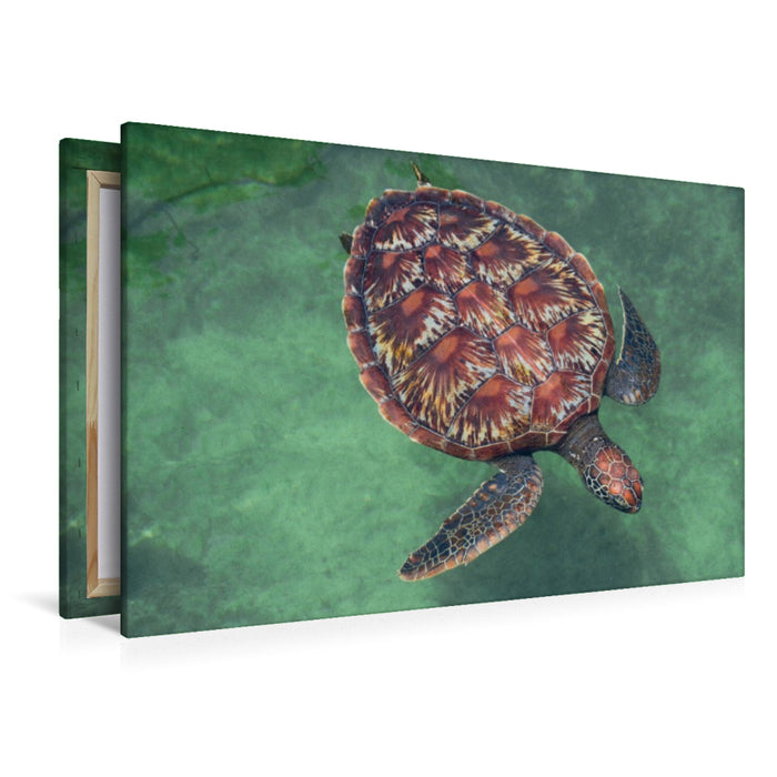 Premium Textil-Leinwand Große Schildkröte