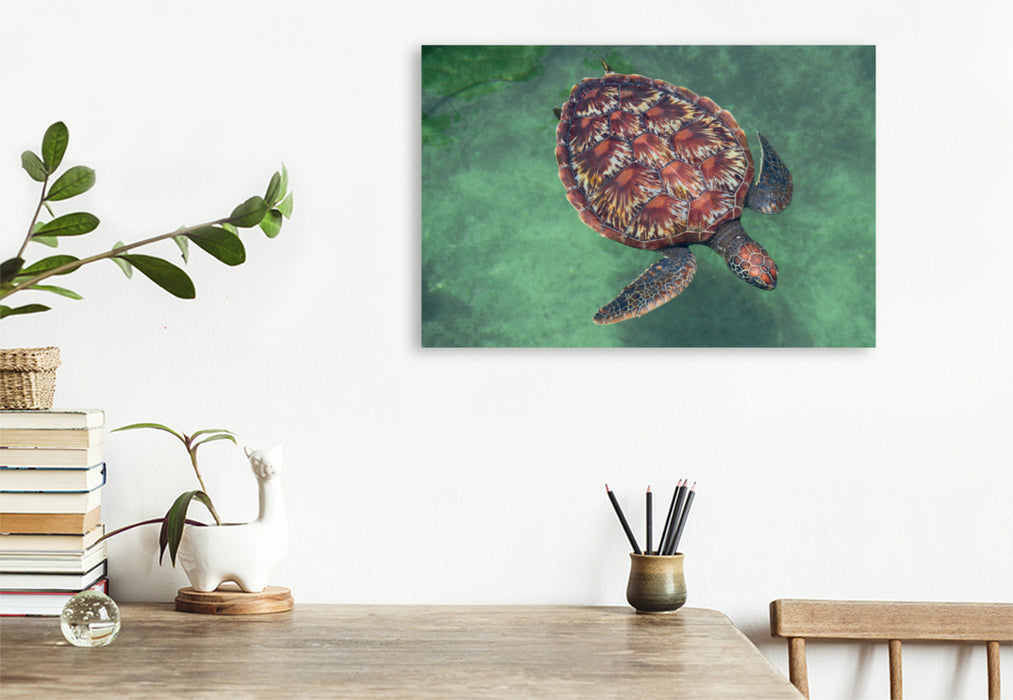 Premium textile canvas Premium textile canvas 120 cm x 80 cm landscape Large turtle 