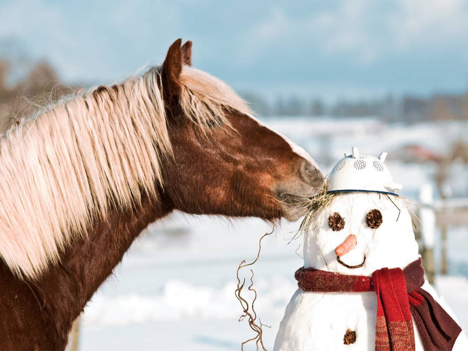 Schwarzwälder Kaltblut Daim und der Schneemann - CALVENDO Foto-Puzzle'